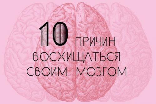 Человеческий мозг - самый продуктивный в живой природе.