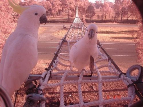 Экодук - это мост, тоннель или какое-то другое специальное сооружение, предназначенное для миграции животных через автомобильные дороги. 07