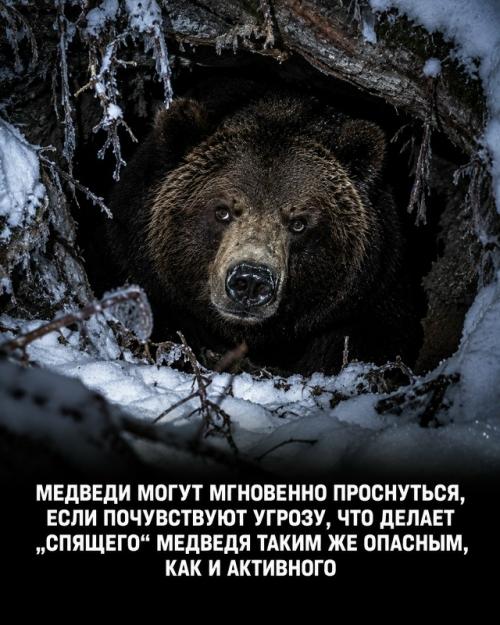 Слепое умиление лесными медведями человеку смертельный приговор при встрече гарантирует. 04