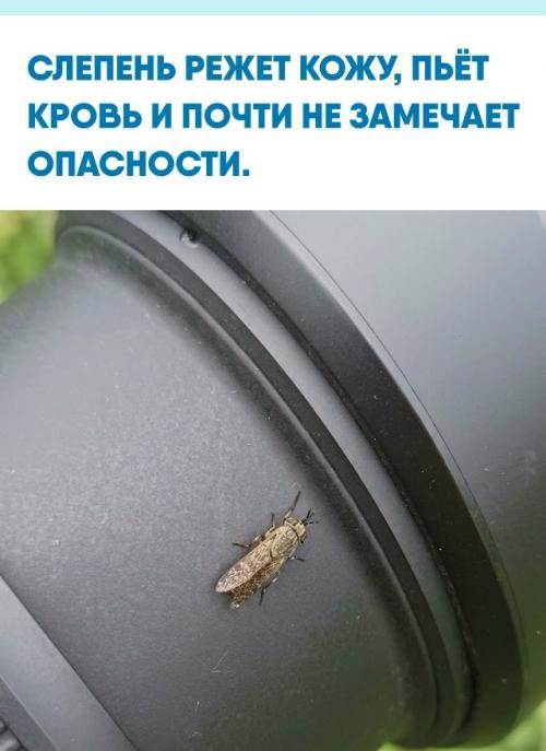 Кровью питаются только самки: она нужна им для созревания яиц, тогда как самцы довольствуются нектаром и растительными соками.  