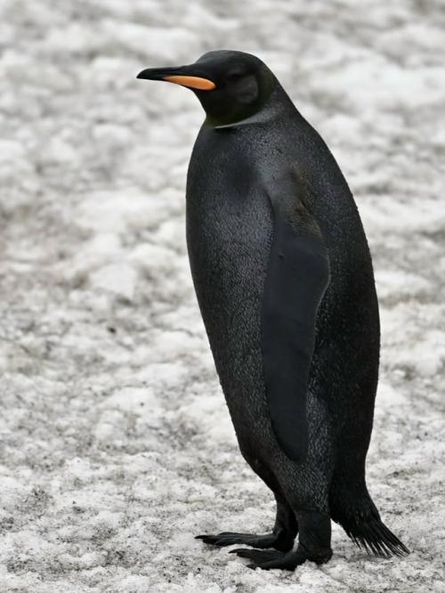 Фотограф ив Адамс искал редчайшего жёлтого королевского пингвина, а нашёл ещё более удивительное чудо - пингвина - меланиста.