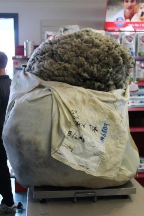 В Австралии с заблудшей овцы состригли 40 кг шерсти! 05