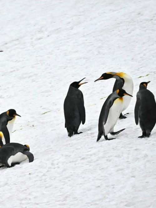 Фотограф ив Адамс искал редчайшего жёлтого королевского пингвина, а нашёл ещё более удивительное чудо - пингвина - меланиста. 03