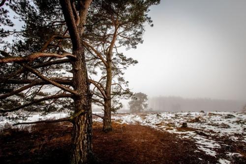 Первая в мире страна, отказавшаяся от вырубки леса. 02 Первая в мире страна, отказавшаяся от вырубки леса. 02
