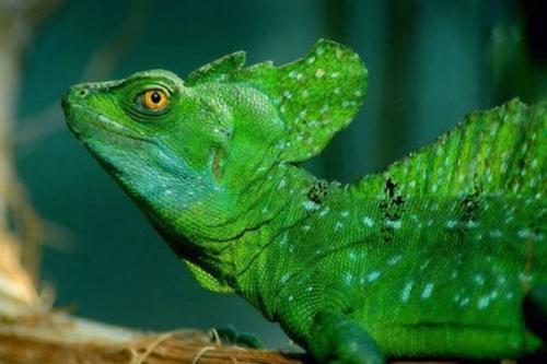 Экологи наступление эпохи шестого массового вымирания подтвердили.