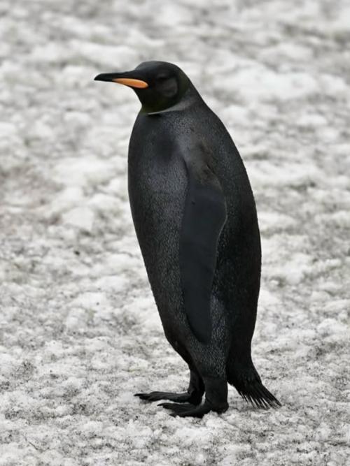 Фотограф ив Адамс искал редчайшего жёлтого королевского пингвина, а нашёл ещё более удивительное чудо - пингвина - меланиста. 04