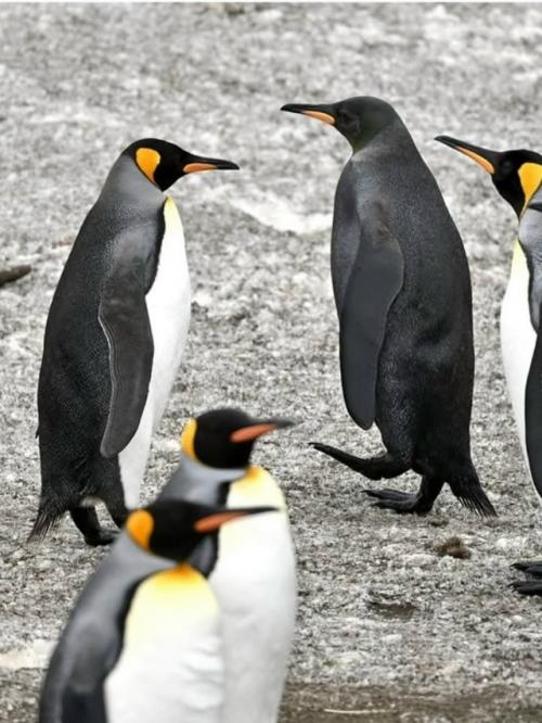 Фотограф ив Адамс искал редчайшего жёлтого королевского пингвина, а нашёл ещё более удивительное чудо - пингвина - меланиста. 05
