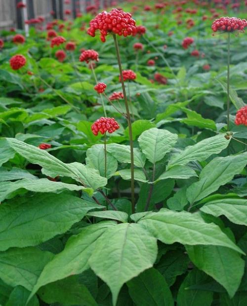 Самым же универсальным и сильным лечебным препаратом для китайских медиков был женьшень. 01