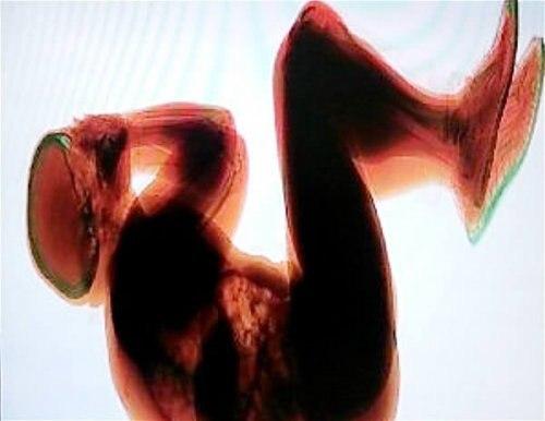 Пьяный турист из Норвегии поставил на уши службу безопасности римского аэропорта фьюмичино после того, как уснул прямо на ленте багажа.