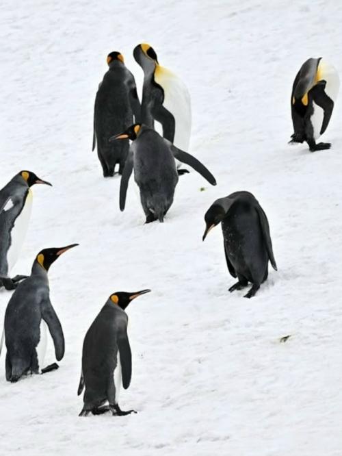 Фотограф ив Адамс искал редчайшего жёлтого королевского пингвина, а нашёл ещё более удивительное чудо - пингвина - меланиста. 06