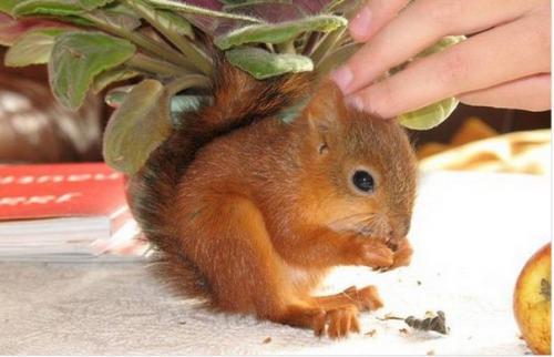 История спасения раненого бельчонка. 02