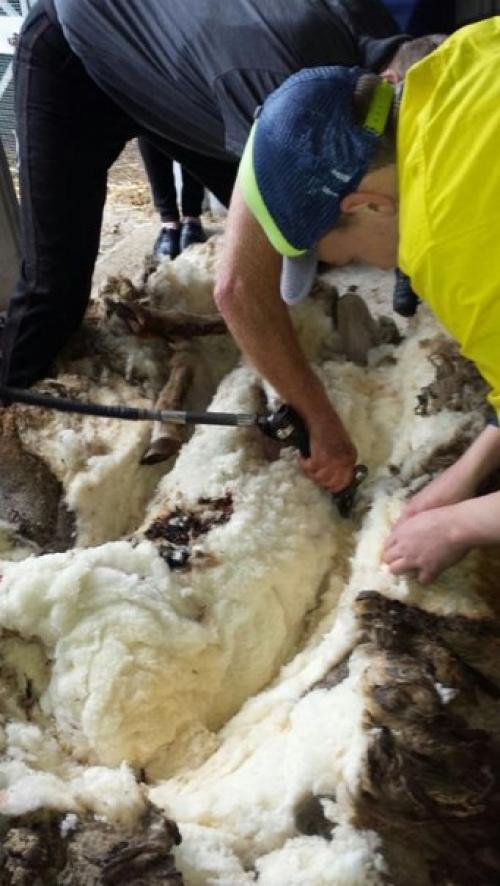 В Австралии с заблудшей овцы состригли 40 кг шерсти! 08