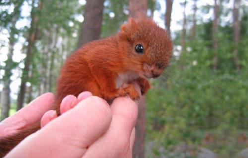 История спасения раненого бельчонка. 01