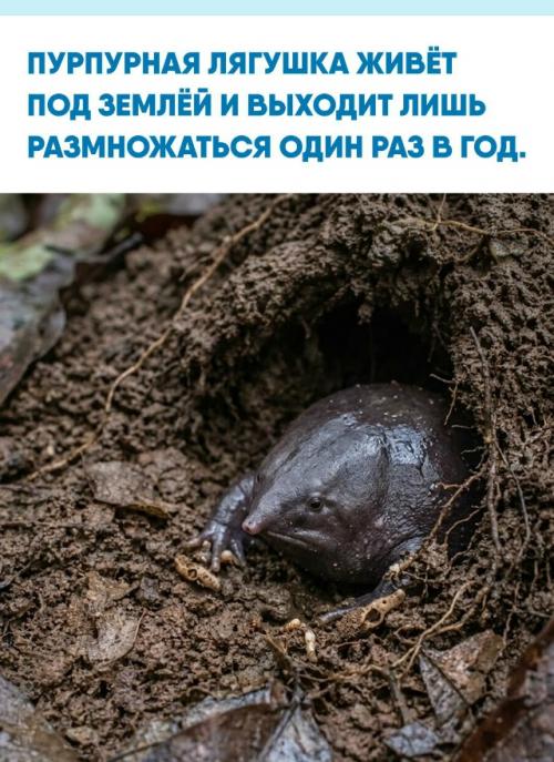В западных гатах Индии обитает Nasikabatrachus Sahyadrensis - приземистое существо с крошечными глазами, острой мордой и мощными лапами.  