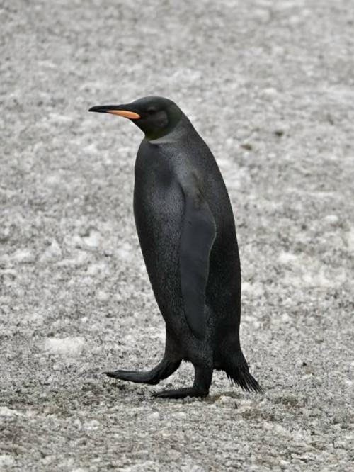 Фотограф ив Адамс искал редчайшего жёлтого королевского пингвина, а нашёл ещё более удивительное чудо - пингвина - меланиста. 07