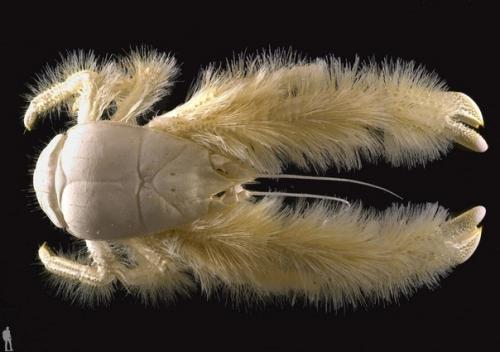 Краб йети (лат.