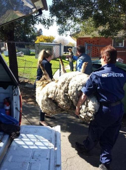 В Австралии с заблудшей овцы состригли 40 кг шерсти! 07