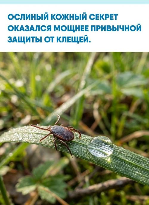 Микробиологи испытали (Е) -2-октеналь - соединение, которое естественным образом выделяется сальными железами кожи ослов.  