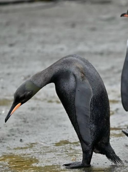 Фотограф ив Адамс искал редчайшего жёлтого королевского пингвина, а нашёл ещё более удивительное чудо - пингвина - меланиста. 02