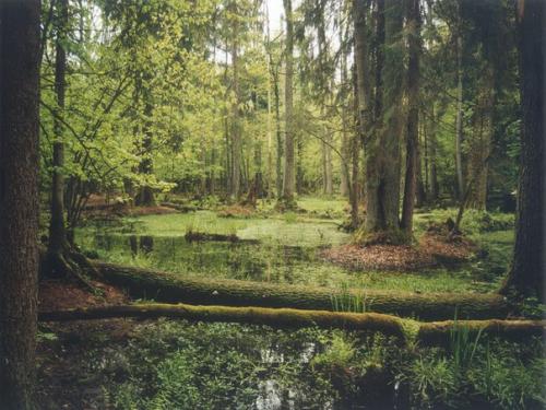 Беларусь - очень красивая страна, в ней гармонично сочетаются интереснейшее культурно-историческое наследие с великолепными подарками природы. 01