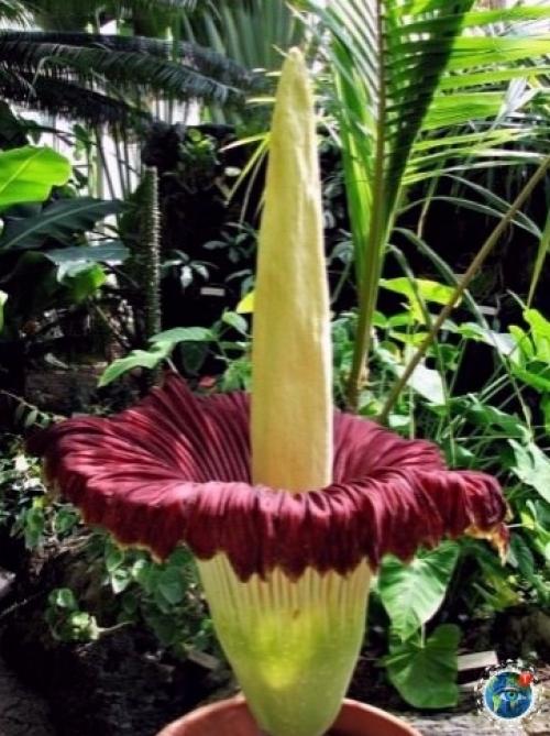 Амopфoфaллуc титaничеcкий или тpупнaя лилия. 03