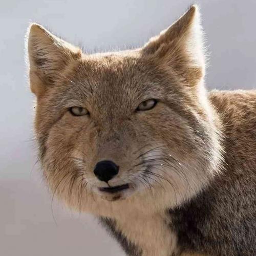 Говорят, что если долго жить в тибете, то можно постигнуть дзен. 05