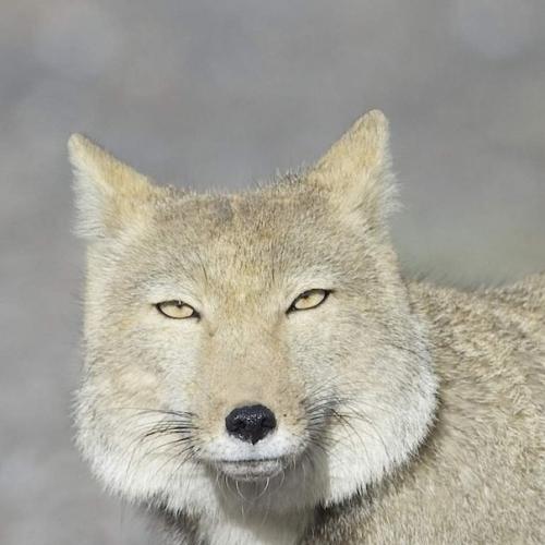 Говорят, что если долго жить в тибете, то можно постигнуть дзен. 01