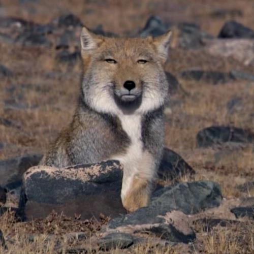 Говорят, что если долго жить в тибете, то можно постигнуть дзен. 02