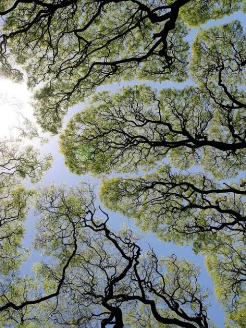 Застенчивость кроны (англ. 01