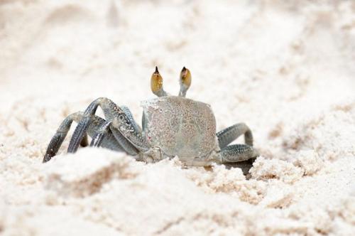 Анс сурс д'Аржан - самый живописный пляж в мире. 06