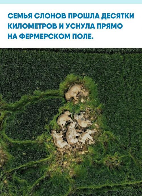 Путешествующие по Азии слоны иногда преодолевают огромные расстояния и, уставая в дороге, могут лечь отдохнуть всего на два - три часа.  