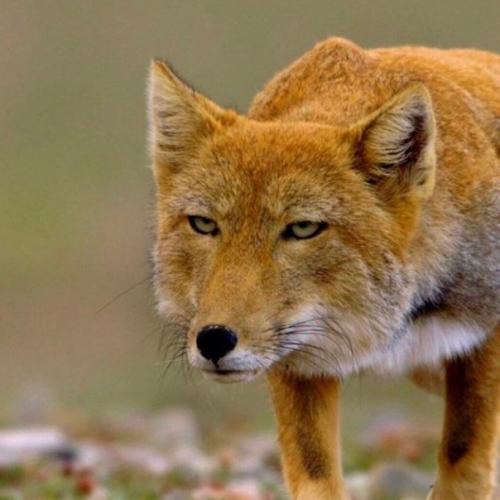 Говорят, что если долго жить в тибете, то можно постигнуть дзен. 04