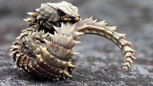 Покемоны в реальной жизни: поясохвост. 01