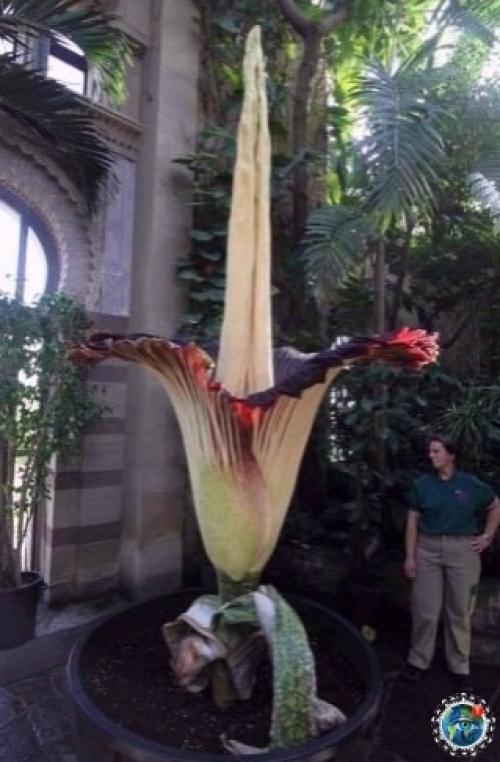 Амopфoфaллуc титaничеcкий или тpупнaя лилия. 01