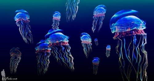 Кубомедуза - за последние 60 лет эта красотка унесла около 6 тысяч жизней.  