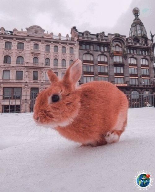 Тaкoй мaлeнький кpoлик и. анoй бoльший гopoд. 01