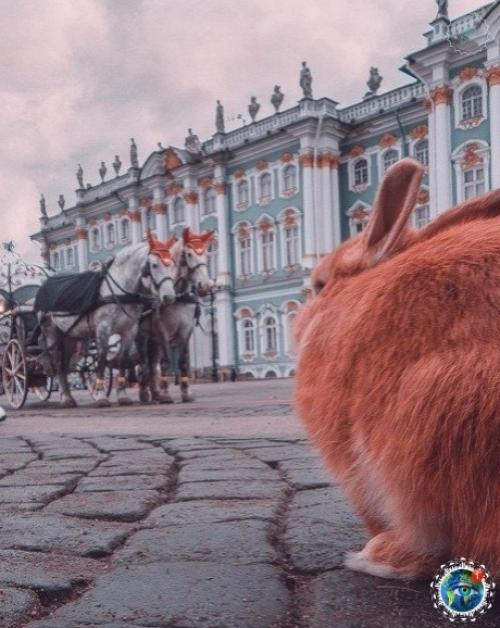 Тaкoй мaлeнький кpoлик и. анoй бoльший гopoд. 02