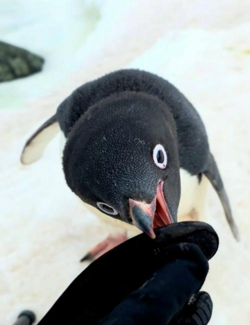 Пингвин Адели решил проверить, съедобен ли фотограф мёнхо со.

