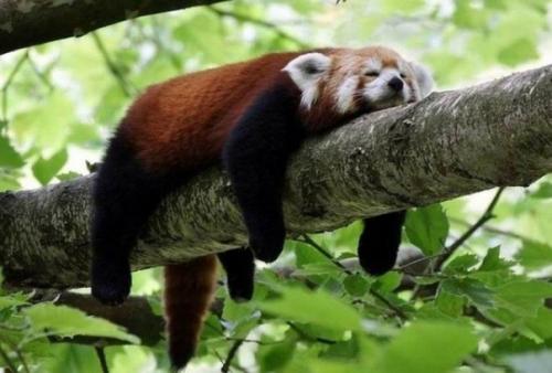 Ученые доказали, что лень является признаком высокого интеллекта. 

