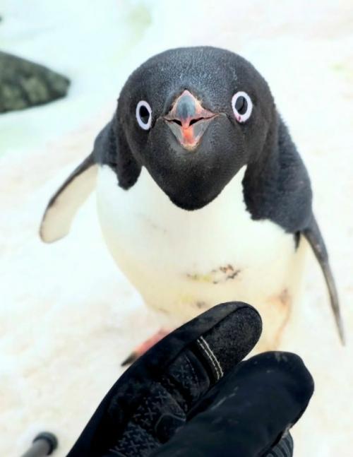 Пингвин Адели решил проверить, съедобен ли фотограф мёнхо со. 01