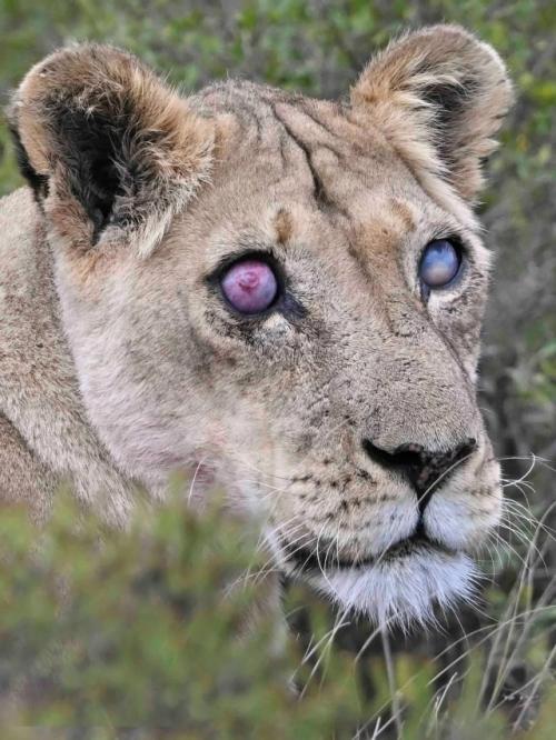 Старую львицу звали джози, на момент смерти ей было 17 лет - преклонный возраст для львицы в дикой природе. 02