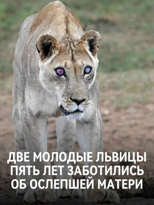 Старую львицу звали джози, на момент смерти ей было 17 лет - преклонный возраст для львицы в дикой природе.