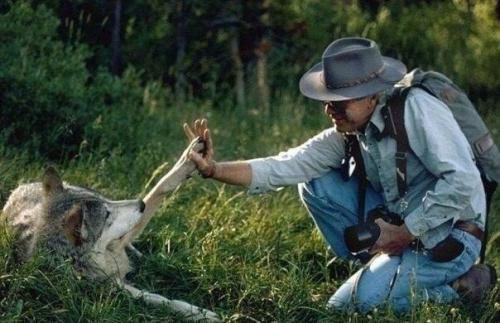 Шесть лет жизни с волками. 01