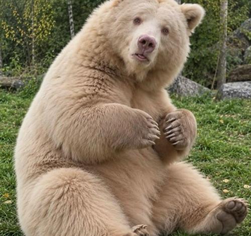 Солт появилась на свет в 2009 году в норвежском Polar Park с редкой особенностью, альбинизмом. 01