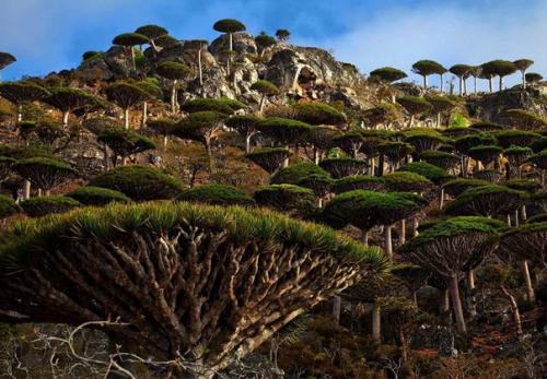 Острова сокотра - жемчужина Йемена и всего аравийского региона. 04