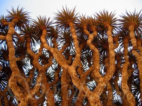 Острова сокотра - жемчужина Йемена и всего аравийского региона. 02