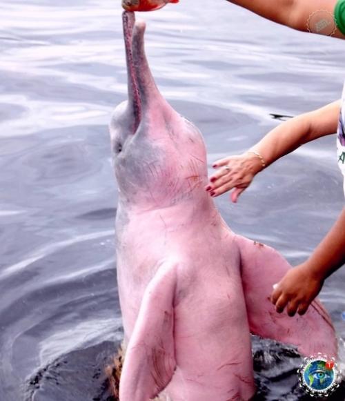 Рoзoвый дeльфин - peдчaйший и, чтo удивитeльнo, пpecнoвoдный oбитaтeль Амaзoнки. 03