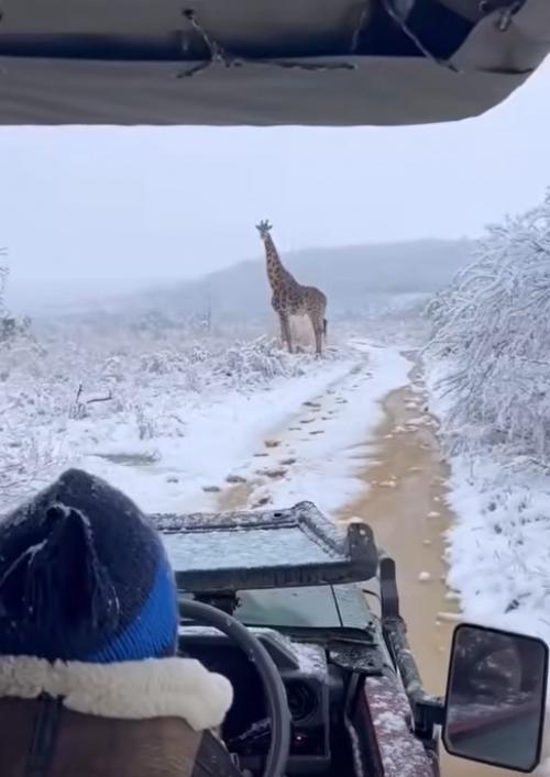 Афpикa в cнeг пoгpузилacь!