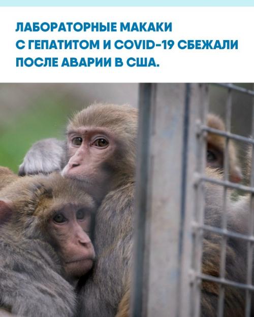 В пенсильвании после ДТП перевернулся грузовик с подопытными животными, и несколько макак выбрались на свободу.  