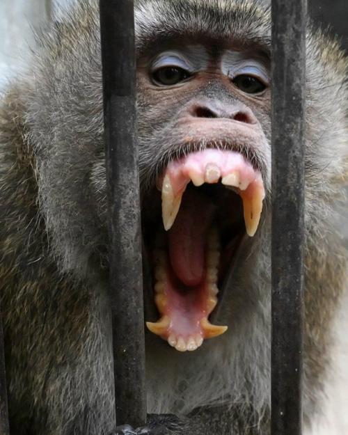 В пенсильвании после ДТП перевернулся грузовик с подопытными животными, и несколько макак выбрались на свободу. 01